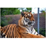 トラと一緒に&ldquo;自撮り&rdquo;違法化、米ニューヨーク州で最高5万円の罰金。