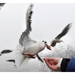 食べ物盗むカモメには&ldquo;睨みつける&rdquo;が有効