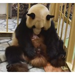 アドベンチャーワールドでパンダの赤ちゃん誕生