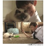 感情表現避ける少年癒やす猫、家族にも言えなかった「大好き」とも。