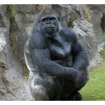 ゴリラ&ldquo;回転ダンス&rdquo;でトランス状態に