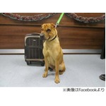 スーツケース守る悲しいわんこ、中身は犬用枕やおもちゃなどの&ldquo;餞別&rdquo;。