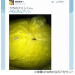 まゆゆ&ldquo;尻の穴&rdquo;写真ツイート、「みんな落ち着いて」と呼びかけ。