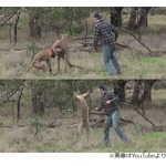 犬救うためカンガルーにパンチ