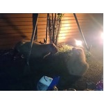 秋の夜長にカピバラとお茶会、今年誕生の子カピバラ含め9頭が参加。