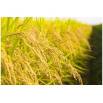 女児体内に侵入した稲が発芽、&ldquo;ケツ割れパンツ&rdquo;が招いたハプニング。