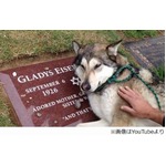 墓石に寄り添って&ldquo;泣く&rdquo;犬、普段接する人間から悲しみ方学んだ？