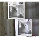 ずっと見てくる&ldquo;ポスターのネコ&rdquo;