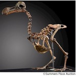 絶滅&ldquo;ドードー&rdquo;の骨が競売に、95％残存