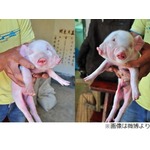 顔が2つのブタに高額オファー、噂聞きつけ連日多くの人が押しかける。