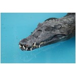 旅先でワニ盗もうとした大学生逮捕、夜中にワニ園で&ldquo;釣り&rdquo;楽しむ。