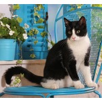 ネコに&ldquo;暗闇で光り輝く性質&rdquo;があった