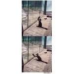 動物園のサルが石で檻のガラス割る、脱走したかった？