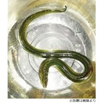 肛門からタウナギ侵入で腹痛に、見た目&ldquo;活き活きとした状態&rdquo;で摘出。