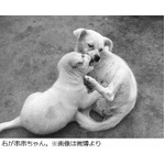 3度捨てられても家に帰った犬、悲しくともめげない姿が中国で話題に。