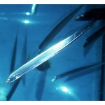 サンシャイン水族館が20年ぶりタチウオ展示