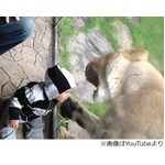 ライオンが必死に男児&ldquo;襲撃&rdquo;、白黒ボーダーの服をシマウマと勘違い？