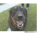 犬が5年前紛失の指輪吐き出す、友人「私もダイヤモンド吐く犬が欲しい」。