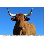 究極の肉ドキュメンタリー上陸、&ldquo;世界一のステーキ&rdquo;ベスト10決める旅。