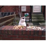 【写真】にゃんこがパン屋さんを開店、Googleマップでも&ldquo;確認&rdquo;される。