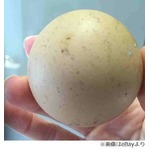 &ldquo;完全に球&rdquo;の鶏卵産まれ驚く、オークション出品したら8.8万円に。