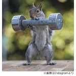 &ldquo;リスが筋トレ中&rdquo;写真に反響「これは通販番組からスカウトが来る」。