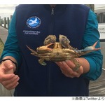 両目を&ldquo;牡蠣で塞がれた&rdquo;カニ