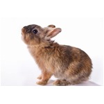 うさぎが歴史的資料を&ldquo;発掘&rdquo;、約8,000年前の矢じりなど掘り起こす。