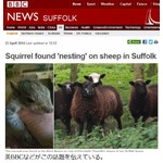 羊の毛の中に&ldquo;子リス&rdquo;がいた、首もとで動く姿に飼い主もびっくり。