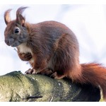 「犯人はリス」旅行してたら家がボロボロに&hellip;