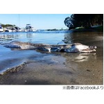 ワニのような&ldquo;怪物魚&rdquo;に注目、SNSで拡散「気味悪い」「エイリアン」。