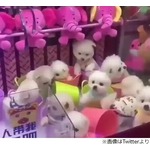 クレーンゲーム景品に&ldquo;生きた犬&rdquo;か、動画に非難殺到