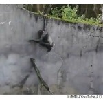 &ldquo;賢い&rdquo;チンパンジー、脱走するも自主的に戻る