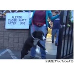 施設から救われた犬が大喜び、里親に引き取られ殺処分を免れる。