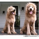 街中に&ldquo;ライオン&rdquo;通報相次ぐ、遭遇した市民大慌てもその正体は&hellip;。