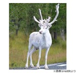 激写された&ldquo;真っ白なトナカイ&rdquo;が話題に