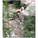 【写真】二足歩行する謎の生物を激写、「ドビーだ」「ゴラムだ」と大騒ぎ。