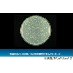 食卓での&ldquo;3秒ルール&rdquo;を検証、キレイに見えても台ふきんが雑菌温床に。