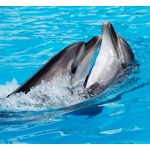 イルカは&ldquo;ともだちんこ&rdquo;していた