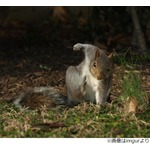 &ldquo;スーパーヒーローのようなリス&rdquo;に大反響