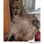 【写真】不気味すぎるスズメバチの巣、使っていなかった小屋に入ったら&hellip;。