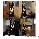 &ldquo;祈り&rdquo;を捧げているような猫、「新たな指導者」「元気玉ごっこ」と反響。