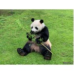 &ldquo;ほぼ本物&rdquo;のパンダ、レンタル開始