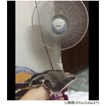 扇風機で飛ぶ練習するモモンガ、風を身体で感じると飛膜広げて&hellip;。