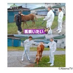 動物大好き白濱亜嵐「馬飼いたい」