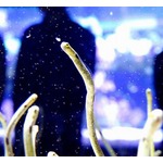 チンアナゴの日にフェスイベント「チンソニZ」