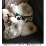 誤って&ldquo;箱詰め&rdquo;にゃんこ郵送、8日間飲まず食わずの状態で発見。