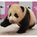 パンダの赤ちゃんがよちよち歩き