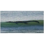 【写真】ビーチに現れたデカい&ldquo;珍客&rdquo;、安全のため貸し切り状態に。