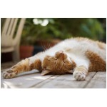 ニャンコに一人っ子政策＆門限、スイスで提出された猫関連法案に賛否。